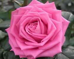 Роза чайно-гибридная Аква 4л